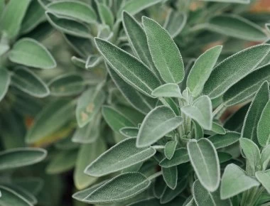 Αυτό είναι το βότανο της αθανασίας - Τί προσέφερει στον οργανισμό μας;